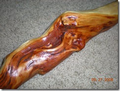 walking stick 034