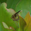 Robber Fly