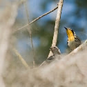 Yellow-throated Warbler