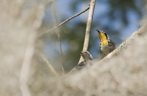 Spotting Image 1