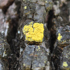 Lichen?