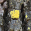 Lichen?