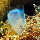 Blue Club Tunicate