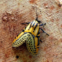 Festive moth