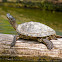 Common Map Turtle