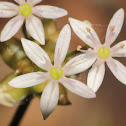 Meadow Garlic