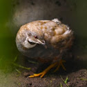 King Quail