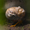 King Quail