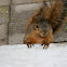 Squirrel 