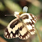Zebra white