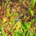 Twelve-Spotted Skimmer