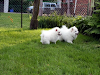 Pomerania Cachorros Tiny Colores Raros