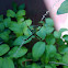 Signature Spider, Garden Spider