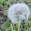 Dandelion (seed head)