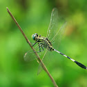 Slender Skimmer ( a.k.a. Green Marsh Hawk )