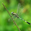 Slender Skimmer ( a.k.a. Green Marsh Hawk )