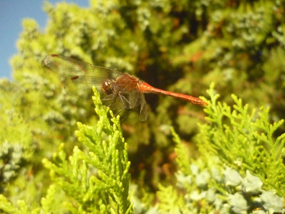 Spotting Image 1