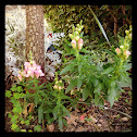 Snapdragon