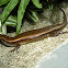 Sun Skink