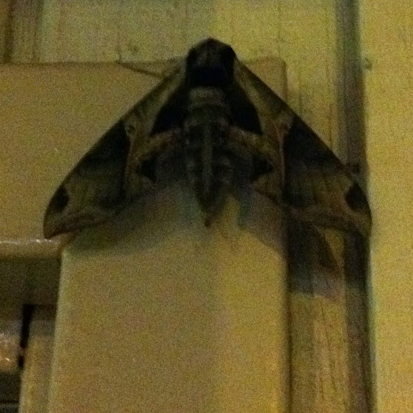 Spotting Image 1