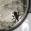 dragonfly nymph