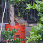 Fox squirrel