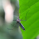 mosquito