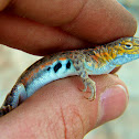 Northern Earless Lizard