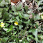 Indian Strawberry