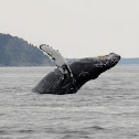 Humpback whale
