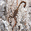 Bark scorpion