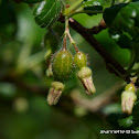 Gooseberry
