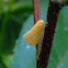 Flatid planthopper