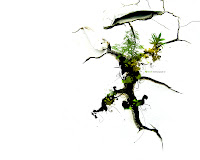 bloom.jpg