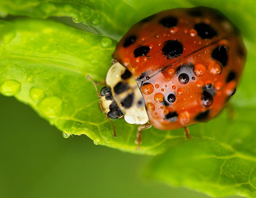 Raindrops and... by John Larson - Animals Insects & Spiders