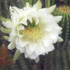 Hedgehog Cactii