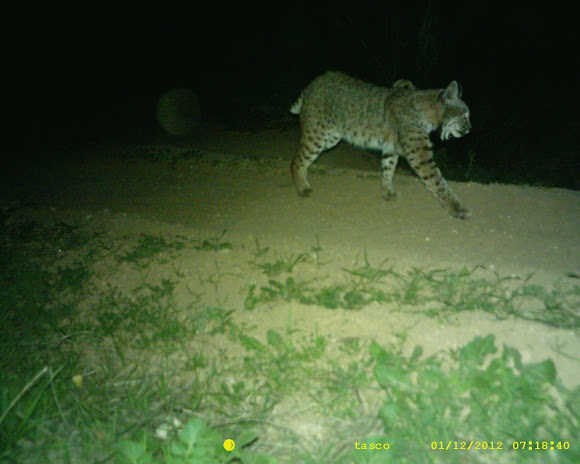 Spotting Image 1