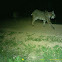 Bobcat
