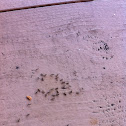 Black ants