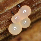 Enerthenema papillatum
