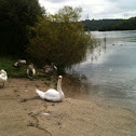 Mute Swan