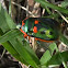 Metallic Shield Bug 