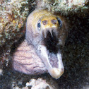 Moray eel