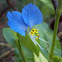 Asiatic dayflower 