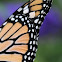Monarch Butterfly