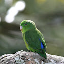 Blue-winged Parrotlet