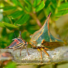 Thorn Treehopper