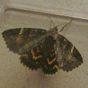 Underwing Moth