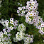 Alyssum