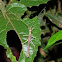 walking stick
